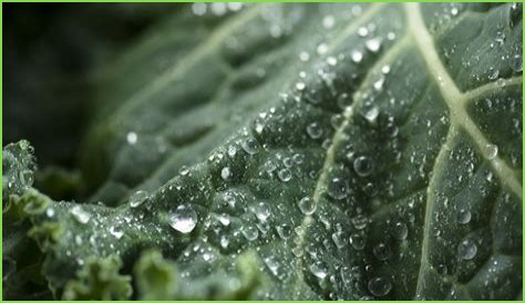 The Dangers of Superfoods